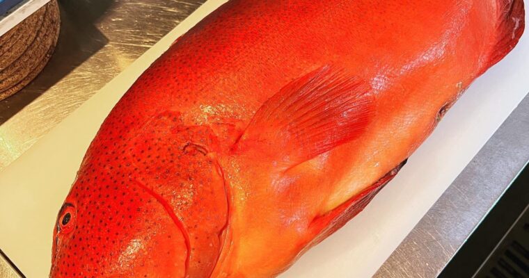 スジアラ  7.5kg！