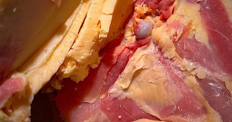 あきたシャポンの皮下脂肪